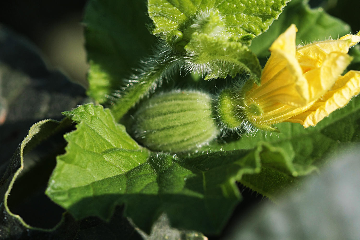 Ortofrutticola Viterbese